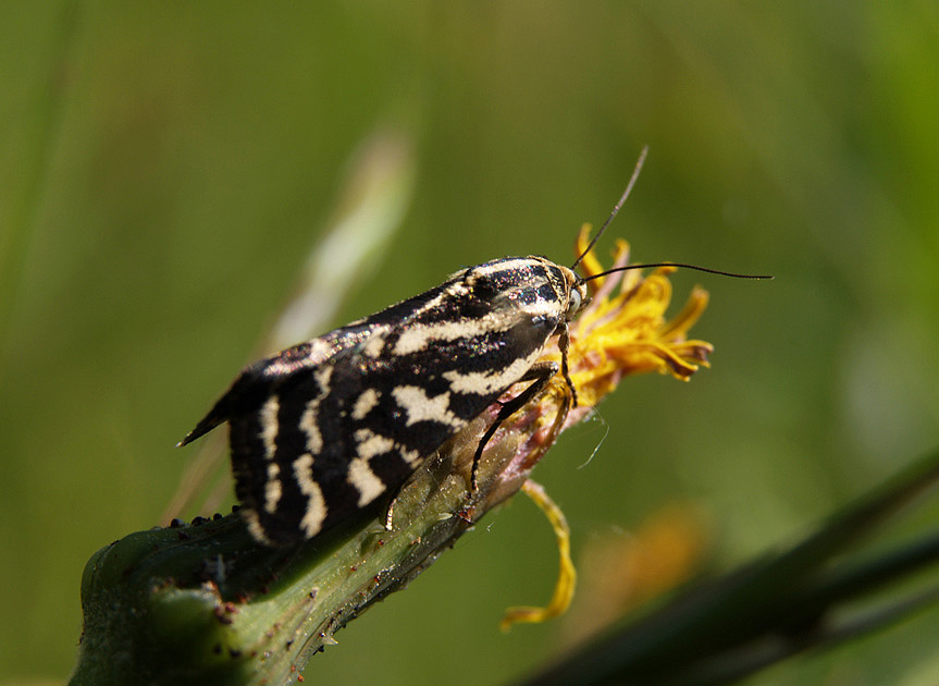 Emmelia trabealis e Tephrina arenacearia